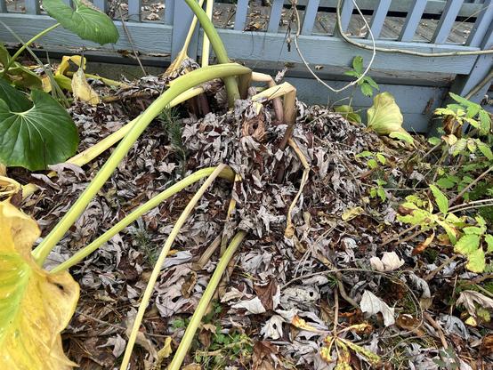 Leaf mulch built up around the base of a giant calla lily that is in the process of dying back for the winter. It's foliage is yellow and drooping and the brown autumn tree leaves are mounded around it