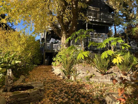 Wide shot if a garden path, a grassy one, between some raised perennial beds with stone walls. The whole area is strewn with golden maple leaves fallen to the ground. More golden foliage overhead.