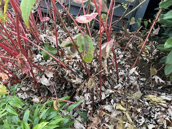 Perennial bed closeup, some red stemmed Persicaria with autumn leaves mounded around them