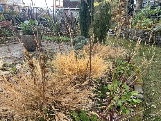 Perennial bed with yellow bunching Japanese forest grass and lily stems all brown and bare. Tucked between are autumn leaves. A flagstone patio is in the distance and some tall New Zealand flax.