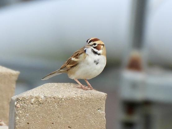 A brown and white bird standing on a rugged cement post, showcasing their natural habitat and serene environment.