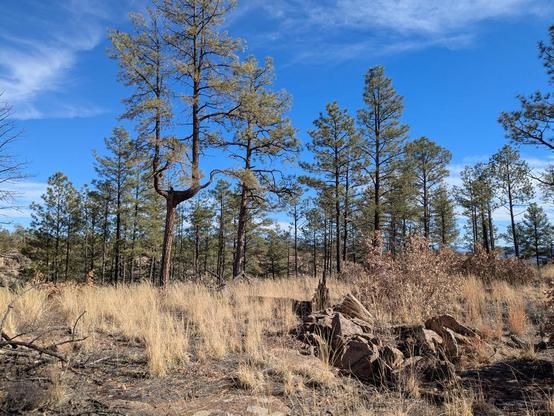 The left side of the photo shows a ponderosa pine that has split about 20 feet up the trunk into two separate trunks, which go sideways a little way then turn upward, so the tree is shaped like a tuning fork. The sky is very blue with only a few wispy clouds. There are lots of other ponderosa trees behind the tuning fork tree.

At the lower right, closer to the camera, is an arrangement of large (several feet on a side) rocks in a roughly circular pattern, an old pueblo ruin.