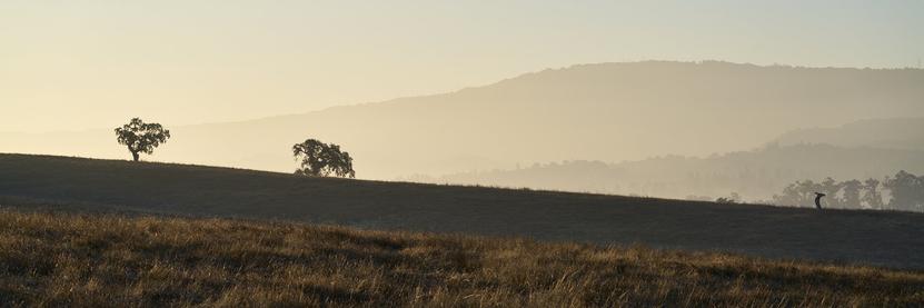 Panorama of a grassy hillside with two a couple of oak trees on the close horizon. There are layers of hills beyond in the hazy early morning light.