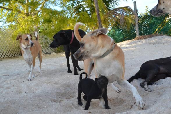 Medium-close shot of two dogs playing, a coffee-colored adult and a black puppy a small fraction of their size. They are captured mid-move, the adult has just landed after jumping dramatically, basically on top of the pup; their body is facing the camera but their head is turned all the way to the left, while the pup, no taller than their leg is long, leans in to them, also facing the camera, face upturned towards the coffee-colored dog wearing an intense look. Other dogs in the background look unconcerned, going about their doggy business. They are all in a sand yard bordered by a hurricane fence, large trees growing just inside the fence at the back of the picture.