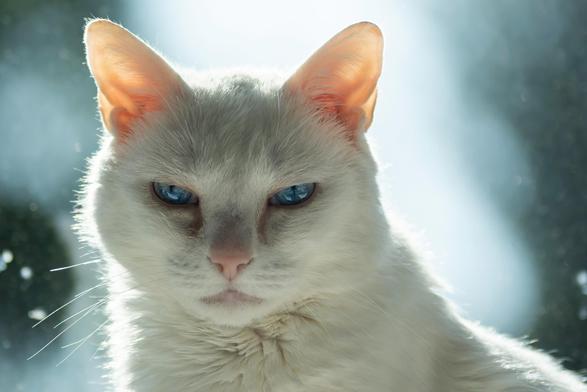 A judgemental white cat who wants you to describe them better than this.