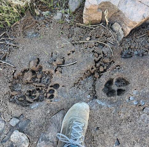 Several large animal tracks on partially frozen soil. My foot for a scale.
