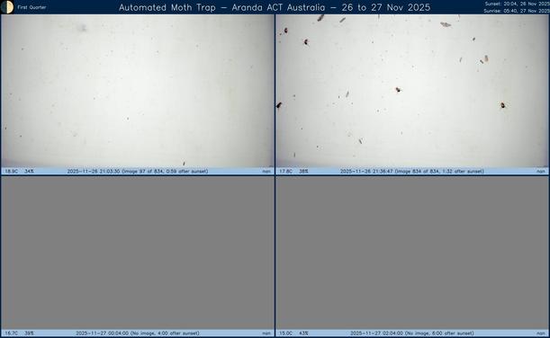 Collage showing insects attracted to light and automatically imaged 1 hour, 2 hours, 4 hours and 6 hours after sunset in Aranda, ACT, Australia on the night of 26 to 27 Nov 2025. The image includes four smaller images collected around the listed times. Each image shows a section of sheet with a variable number of insects attracted to UV and visible light. Number and variety depends on time of year and conditions during the given night. The image is also labeled with basic details of the associated weather and moon phase. For more explanation of the Automated Moth Trap project visit https://amt.hobern.net/ and https://www.flickr.com/photos/dhobern/albums/72177720322426621.