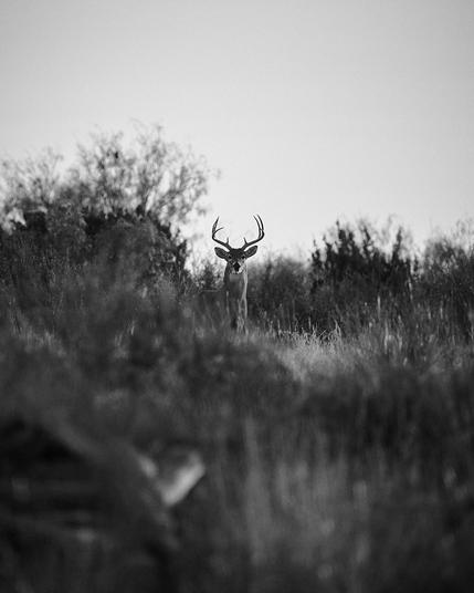 Black-and-white scene of a lone buck with tall, branching antlers standing alert on a grassy ridge, framed by soft, out-of-focus shrubs and a pale, empty sky.