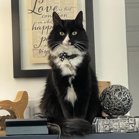 A black and white cat sits on a tabletop, wearing a small bow tie. Behind the cat, there is a framed art piece with the word "Love" prominently displayed. Various decorative items, including a wooden figurine and a metallic orb, are around.