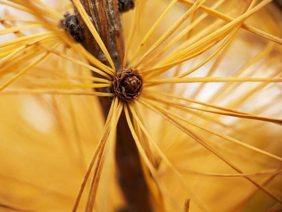 One of a series of autumn scenes from an east central Minnesota wooded park, featuring trees with stunning yellow, orange, and red leaves, cool blue streams flowing through dry grass prairies, and bright blue skies filled with fluffy white clouds.