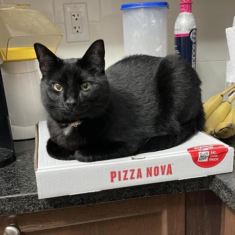 A black cat is lounging on a pizza box with the logo "PIZZA NOVA." The background includes kitchen items, such as a container and bananas.