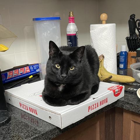 A black cat is resting on a pizza box labeled "PIZZA NOVA" on a kitchen countertop. The background includes a plastic container, a bottle, paper towels, bananas, and kitchen utensils.