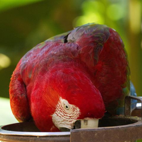 Nahaufnahme eines Grünflügelaras (Ara chloropterus). Der Vogel hat den Kopf in einen eisernen Napf gesteckt, so daß nur das Gesicht, der Nacken und die Flügelvorderkanten zu sehen sind.
Grünflügelaras zählen mit einer Körperlänge von 90 bis 95 Zentimetern und einem Gewicht von 1050 bis 1708 Gramm zu den größten Papageienarten. Die Flügelspanne beträgt 125 Zentimeter.
Ihr Gefieder ist hauptsächlich rot. Das weiße, nackte Gesicht ist mit kleinen roten Federstricheln besetzt. Die Iris ist hellgrau bis elfenbeinfarben. Die Flügel sind blau, die mittleren, namensgebenden Flügeldecken grün. Die oberen Schwanzdeckfedern sind bläulich, die Schwanzfedern rot, zur Spitze hin blau gefärbt. Der Schnabel ist wie bei den meisten Aras groß. Der Oberschnabel ist elfenbeinfarben mit dunkleren Schnabelklingen, der Unterschnabel schwarz gefärbt. Die kräftigen, zum Klettern geeigneten Füße weisen graue Farbtöne auf.