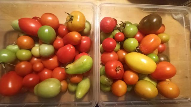 zwei quadratische Schalen mit Tomaten. Inzwischen viele rot und nur noch wenige grün und gelb