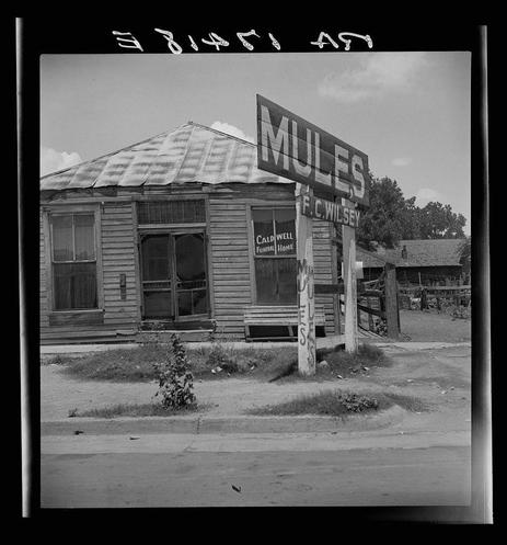 A black and white photograph depicting an old wooden structure with a sign that reads "MULES" on top. The building appears weathered, has boarded-up windows, and is located in what seems to be rural or semi-rural setting. A smaller sign below mentions F.C.Wilsey's services for mules at Caldwell Funeral Home. There are some trees visible in the background under a partly cloudy sky, with an empty street leading up to the building. The overall scene suggests a historical context possibly linked to agricultural practices and local businesses of that era.