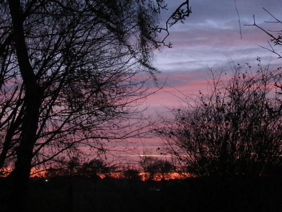 Sonnenaufgang hinter fast kahlen Bäumen. Über Orange, Lila zu Blau.