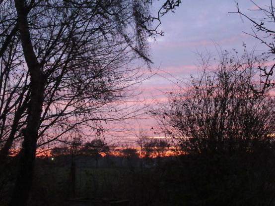 Sonnenaufgang hinter fast kahlen Bäumen. Über Orange, Lila zu Blau und hellerem Blau.