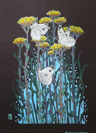 A drawing of 3 Cabbage White butterflies perched on tall yellow flowers with a blue background to the lower area of the composition. The drawing is on Black paper.
The Cabbage White butterfly is a species that thrives in diverse habitats, these small to medium-sized white butterflies with dark wingtips and spots are a familiar sight, fluttering in abundance during late spring and summer.
An original art work, please note that the frame is not included.
Colour pencil and mixed media on acid free toned artist paper
5 by 7 inches (12.7 by 17.8 cm).
Sold unframed