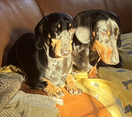 Miniature Dachshunds Max and Milo in a patch of sunlight on the sofa