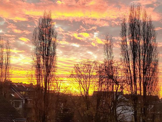Kahle Bäume vor einem gelb-orange-bläulichem Himmel mit Wolken.