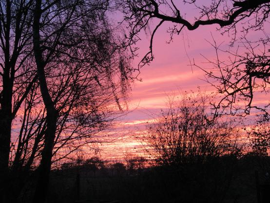 Sonnenaufgang hinter fast kahlen Bäumen. Orange und Lila