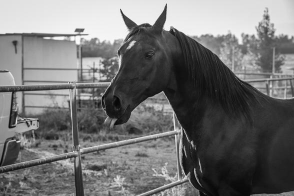 Diese Schwarz-Weiß-Aufnahme zeigt das Porträt eines Pferdes in einer ländlichen Umgebung, möglicherweise auf einer Koppel oder einem Hof.Insgesamt ist es eine ausdrucksstarke Porträtaufnahme eines schelmisch blickenden Pferdes vor einer rustikalen Kulisse.Bildbeschreibung von Gemini