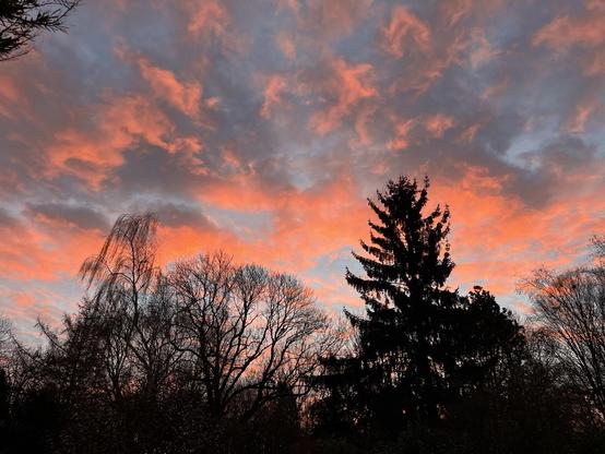 Ein blassblauer Himmel voll mit leuchtend rosa-orangenen Wolken. Im unteren Drittel die schwarzen Umrisse von blattlosen Bäumen und einer großen alten Fichte