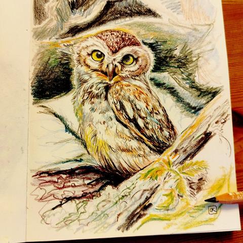 A colored pencil drawing of a spotted owl sitting in the branches, looking at the viewer with large yellow eyes. It's in my sketchbook, with a colored pencil resting on top.