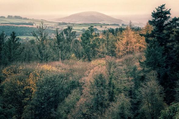 A scenic landscape featuring a dense forest canopy in the foreground with a mix of dark evergreen trees and deciduous trees displaying autumnal shades of orange and brown. Beyond the trees, rolling green fields and hedgerows stretch toward a large, rounded mountain in the distance, which is softened by a hazy, pale mist under a muted sky.