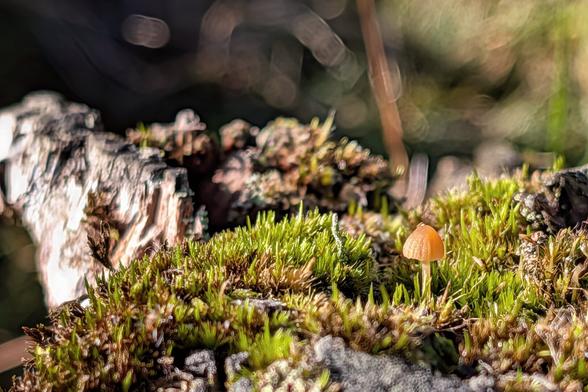 A close-up macro photograph featuring a tiny, golden-brown mushroom growing out of a patch of vibrant green moss on a piece of weathered wood. The mushroom is illuminated by sunlight, highlighting its delicate cap and the texture of the moss. The background is a soft blur of dark earth tones and circular bokeh lights, creating a magical atmosphere.