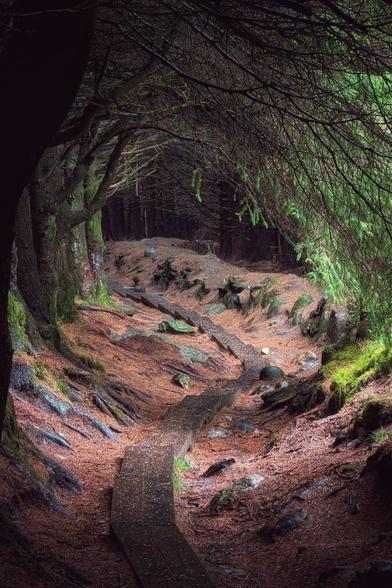 A moody, vertical eye-level shot showing a wooden boardwalk path winding through the dense trees of Ballinastoe Woods in the Wicklow Mountains. The boardwalk curves through a carpet of reddish-brown pine needles, flanked by dark tree trunks covered in moss that create a natural tunnel. Dappled light filters through the pine branches overhead, creating an enchanted and mysterious atmosphere.