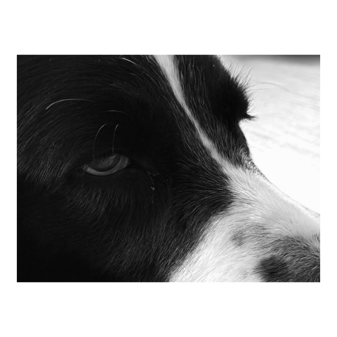 A close-up of a dog's head, looking blasé. (Version françæ) Grox plan sur læ tête d’æn chiæn al regard blasæ.