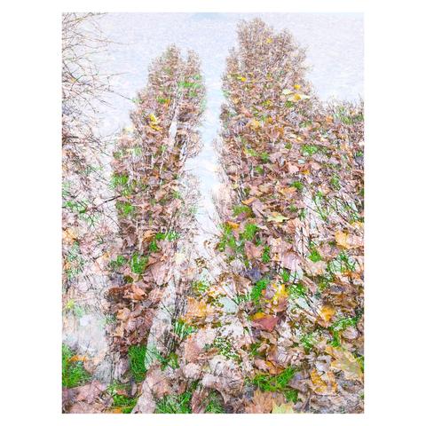 Disgrifiad (Cymraeg) : Amlygiad dwbl o goeden boplys, mae'r goeden yn erbyn ei dail ei hunan, sy'n ar y llawr.

Description (English) : Double exposure of a poplar tree, the tree is against its own leaves, which are on the ground. 

འགྲེལ་བཤད།(བོད་ཡིག) :  ཤིང་དང་ལོ་མ། (shing dang lo ma) Tree and leaves