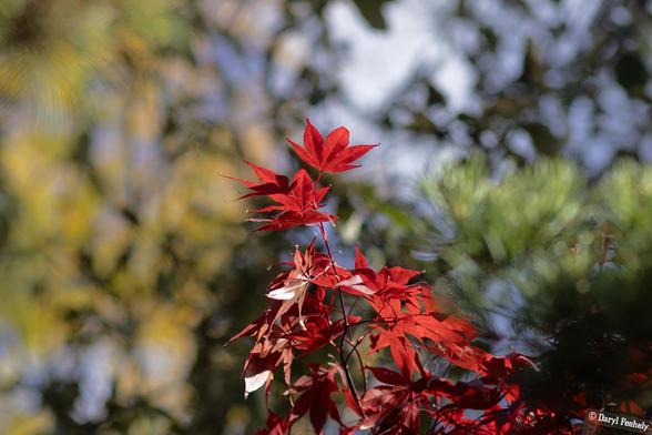 A bunch of red maple leaves with a few punching up to the top of the bunch.