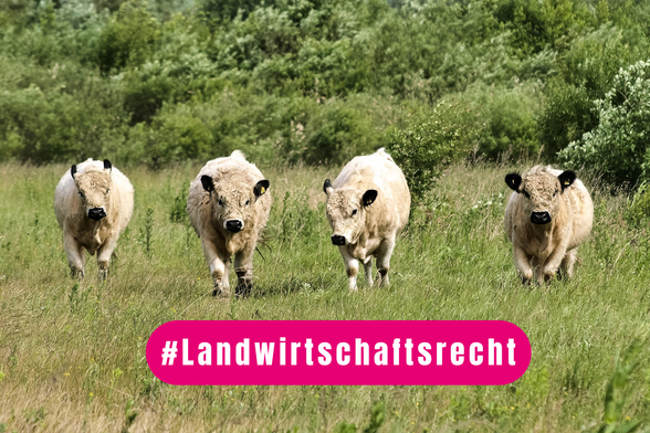 Text: #Landwirtschaftsrecht. Bild: Galloway-Rinder auf einer Wiese.