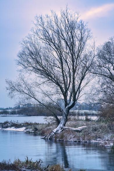 Das Bild zeigt eine winterliche Uferlandschaft, wahrscheinlich an der Elbe, kurz vor oder nach Sonnenaufgang.
Zentrales Motiv: Ein großer, kahler Baum, dessen Äste mit leichtem Raureif oder Schnee bedeckt sind, dominiert die Szene. Er neigt sich leicht über das Wasser.
Gewässer: Der Fluss oder See ist ruhig und das Wasser spiegelt den hellblauen Himmel wider, was dem Bild eine kühle, eisige Anmutung verleiht. Ein Teil des Ufers ist leicht mit Schnee oder Eis bedeckt.
Stimmung: Die Beleuchtung ist weich und diffus. Der Himmel zeigt am oberen Rand einen Hauch von Rosa oder Gold, was auf die frühe Tageszeit hinweist und einen leichten Kontrast zu den überwiegend kühlen Blau- und Grautönen bildet. Im Hintergrund sind undeutliche Silhouetten von Bebauung oder Bäumen zu erkennen.
Es ist eine ruhige, melancholische und kühle Naturszene im Winter.