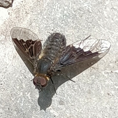 auf einem hellgrauen stein sitzt ein schwarzes insekt im sonnenlicht und wirft einen scharfen schlagschatten. es sieht sehr aus wie eine fliege, vor allem am kopf, durch die sehr großen dunkelbraunen facettenaugen. der hinterleib ist etwas breiter und haariger als bei stubenfliegen, die flügel sind nicht auf dem rücken zusammengelegt sondern seitlich im 45°-winkel nach hinten abgespreizt. das ganze tier ist schwarz, bis auf das hintere drittel der flügel, das ist durchsichtig und die abgrenzung zum schwarz ist eine zickzacklinie.