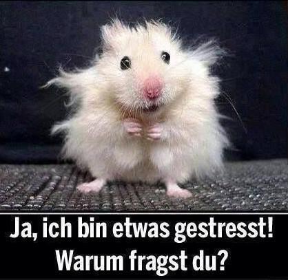 Ein Hamster mit weißem, zerrupftem Fell sieht in die Kamera.
Text: Ja, ich bin etwas gestresst!
Warum fragst du?
