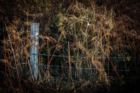 Photograph of a wooden fencepost and barbed wire against autumn bracken and leaves.