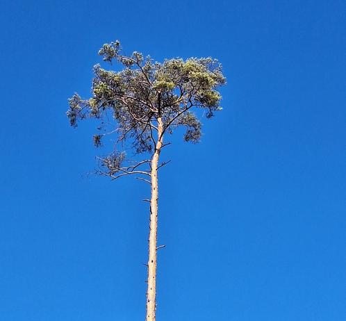 Eine alleinstehende Kiefer mit lediglich einer Baumkrone, einem Wipfel, vor enzianblauem, wolkenlosem Himmel. Der Baumstamm darunter hat keine Zweige mehr. Die Sonne scheint.