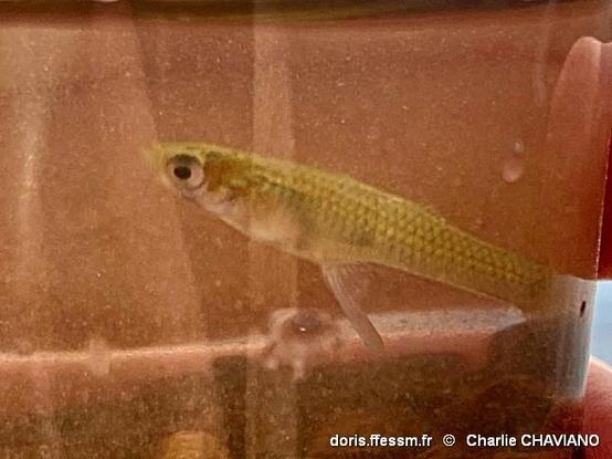 Mâle avec son gonopode bien en évidence.