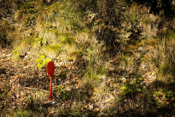 A soil bank covered in grass and autumn leaves, with shadows from trees and an odd red plastic object stuck into the ground