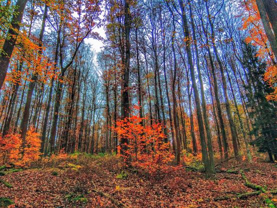 Ein hoher, herbstlicher Buchenwald. Auf verschiedenen Höhen leuchtende Laubwolken.