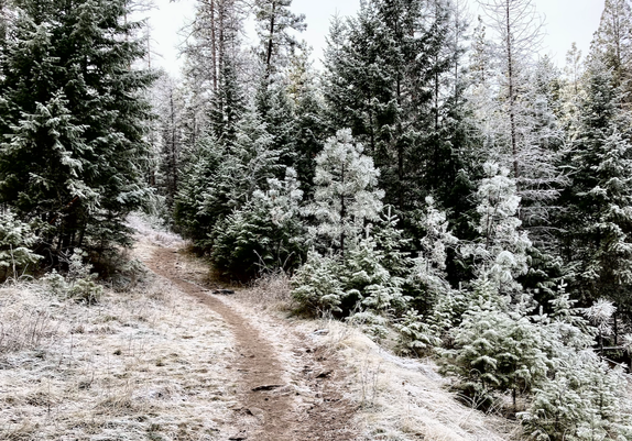 A trail crosses a small, open expanse where the ground is coated white, but frequent passage has mixed the dusting of snow with the dirt on the trail. All around, the pine forest is frosted, white on deep green. The sky is gray. There's a sense of stillness like only winter can convey, the frost inspiring contemplation.