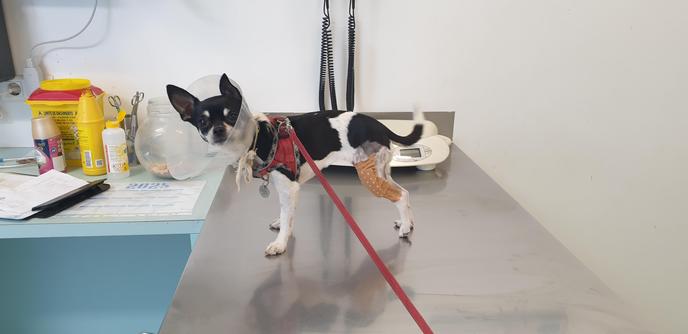 Another visit to the vet pos surgery