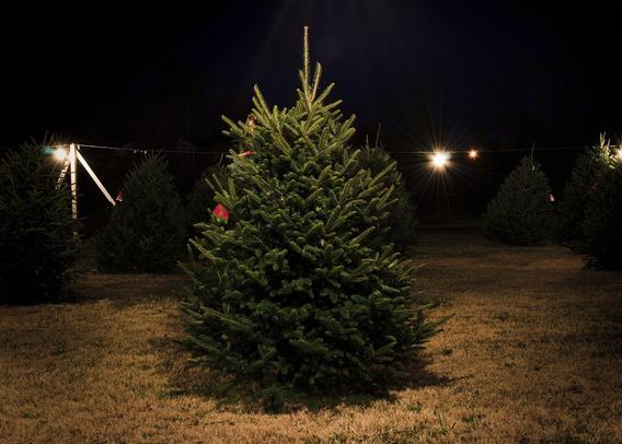 Long exposure of a Christmas tree lot at night. The focus is on a single tree in the center. Several lights appear in the background, and you can faintly see light beams from one light just above the tree outside the frame. The grass is dead and brown.