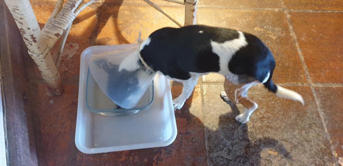 Niki eating a lot already