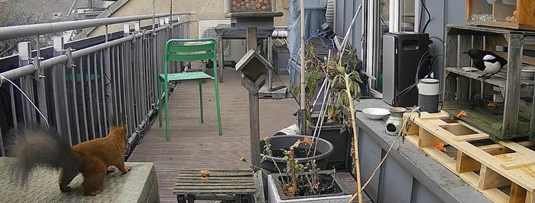 MamaEichkatzl betritt (Links im Bild) Balkonien. 
Rechts im ist eine Elster im ersten Stock des Futterhauses; bleibt seelenruhig sitzen!