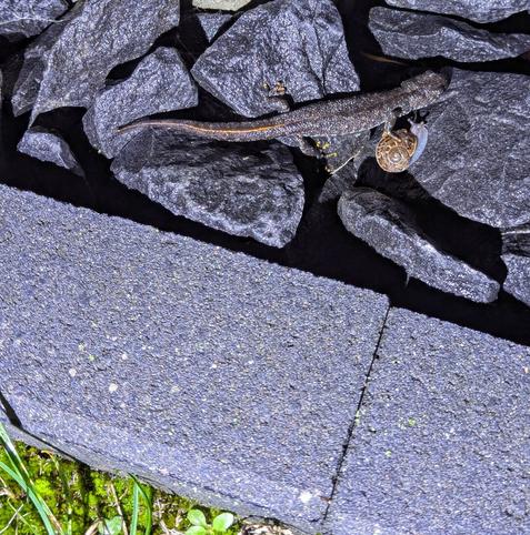 A close-up of a dark-coloured newt resting on jagged, grey slate rocks, its front foot delicately placed on the shell of a snail. The newt’s textured skin contrasts with the rough, layered slate, while patches of green moss and vegetation emerge at the bottom edge, adding a touch of natural colour to the otherwise monochrome scene.