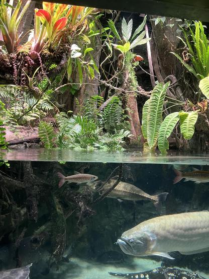 A freshwater tank with ferns and pitcher plants above the water and an arowana in the water
